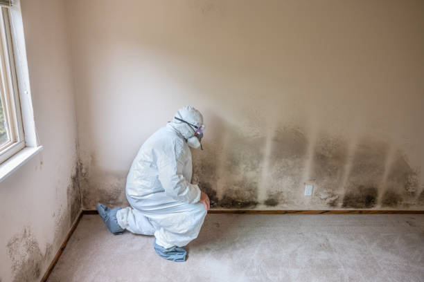 Best Crawl Space Mold Removal  in USA